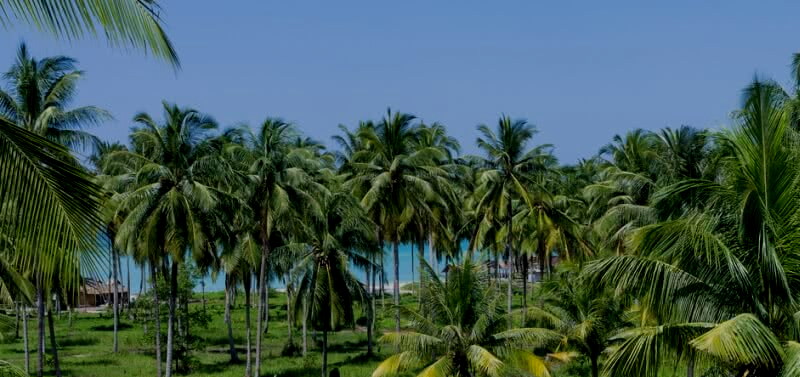 three-philippine-banks-say-may-bid-for-united-coconut-planters-stake20210907185315.png