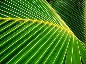 Coconut Leaves