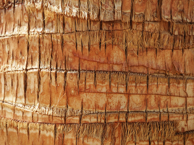 Coconut Wood