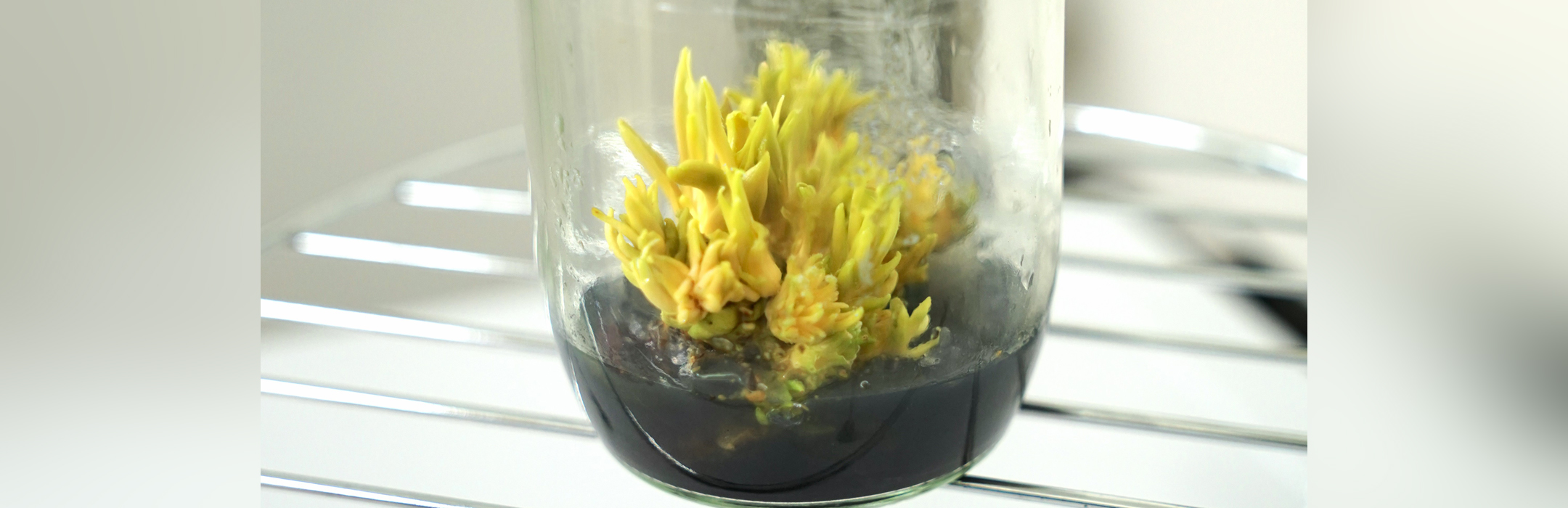 ICC Executive Director Applauds Advancements in Coconut Tissue Culture at International University, Ho Chi Minh City