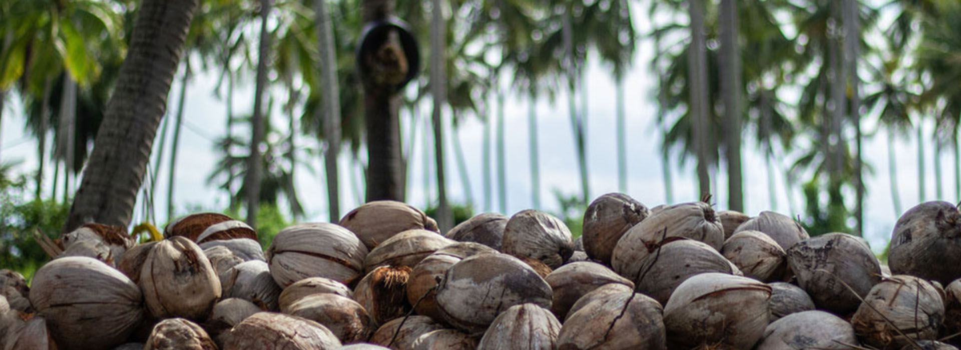 ICC’s Meeting with the Indonesian Coconut Processing Industry Association
