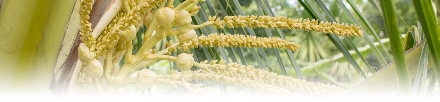 Inflorescence Based
