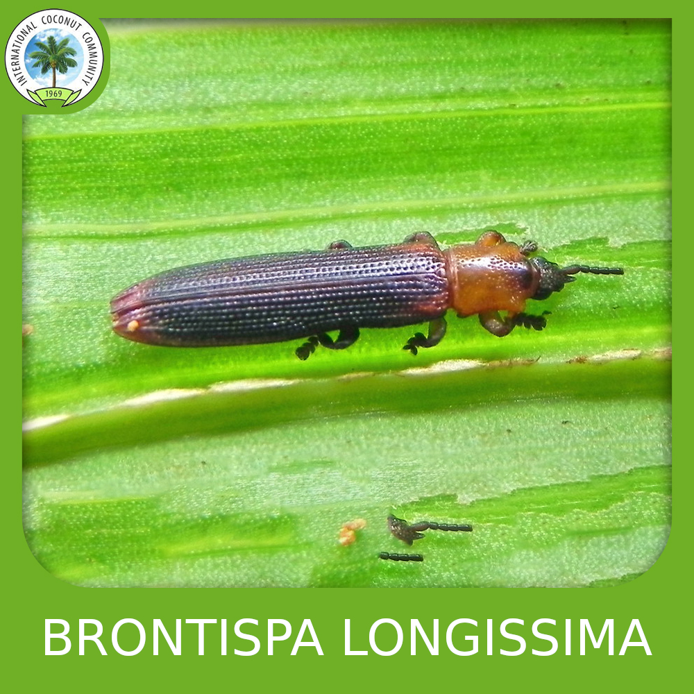 Coconut Hispine Beetle