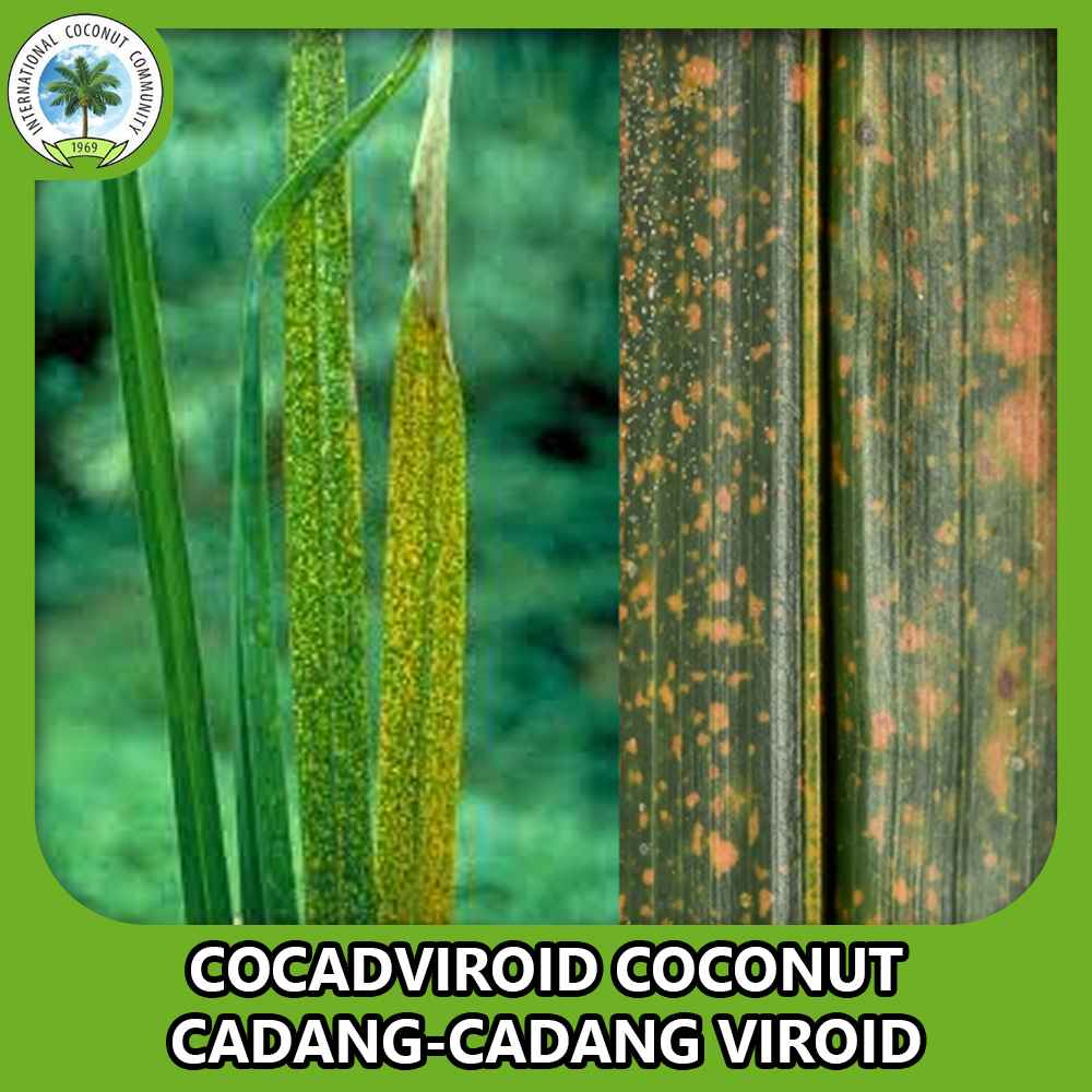 Cadang cadang disease