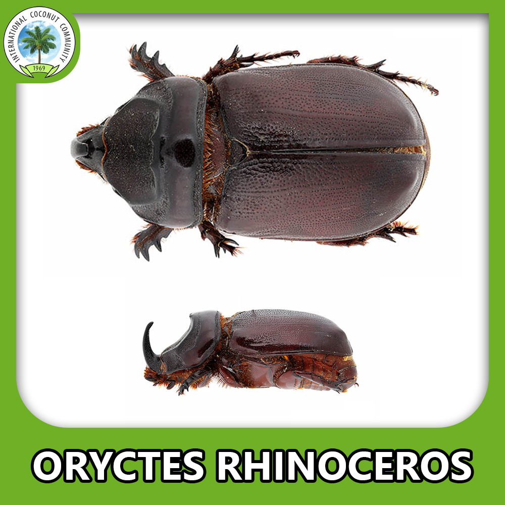 Coconut Rhinoceros Beetle