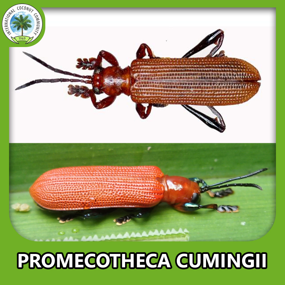 Coconut leafminer