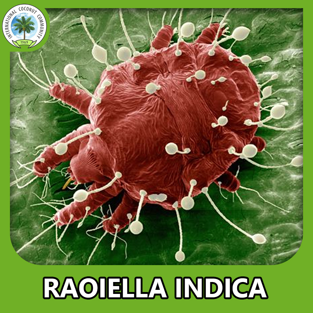 Red Palm Mite