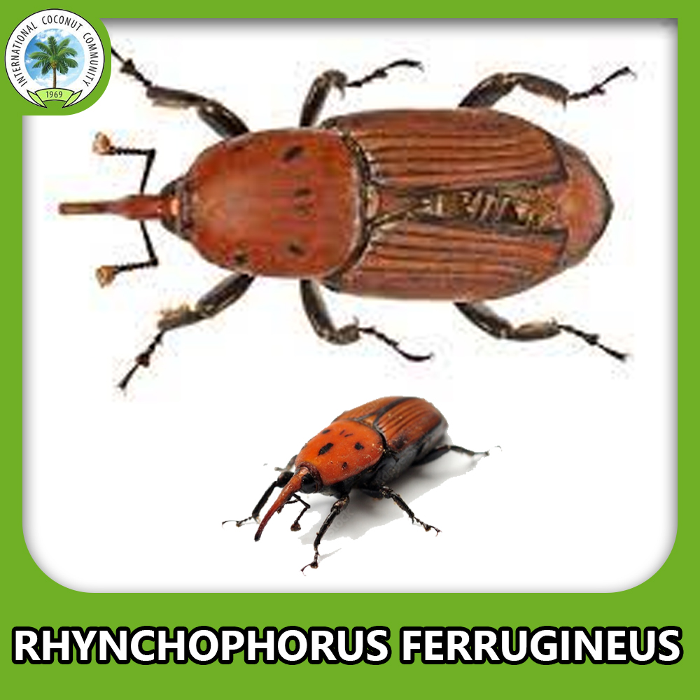 Red palm weevil