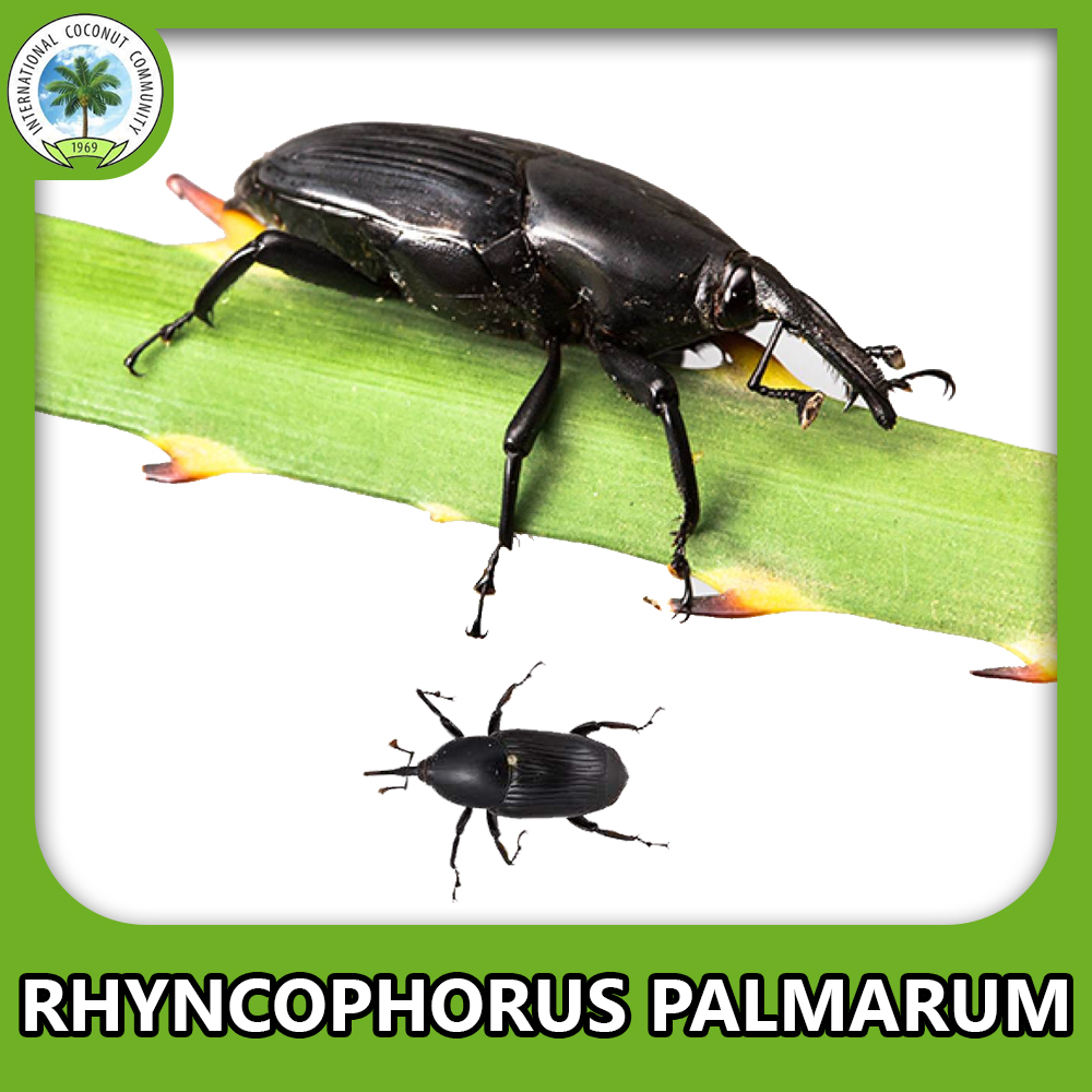 South American Palm Weevil