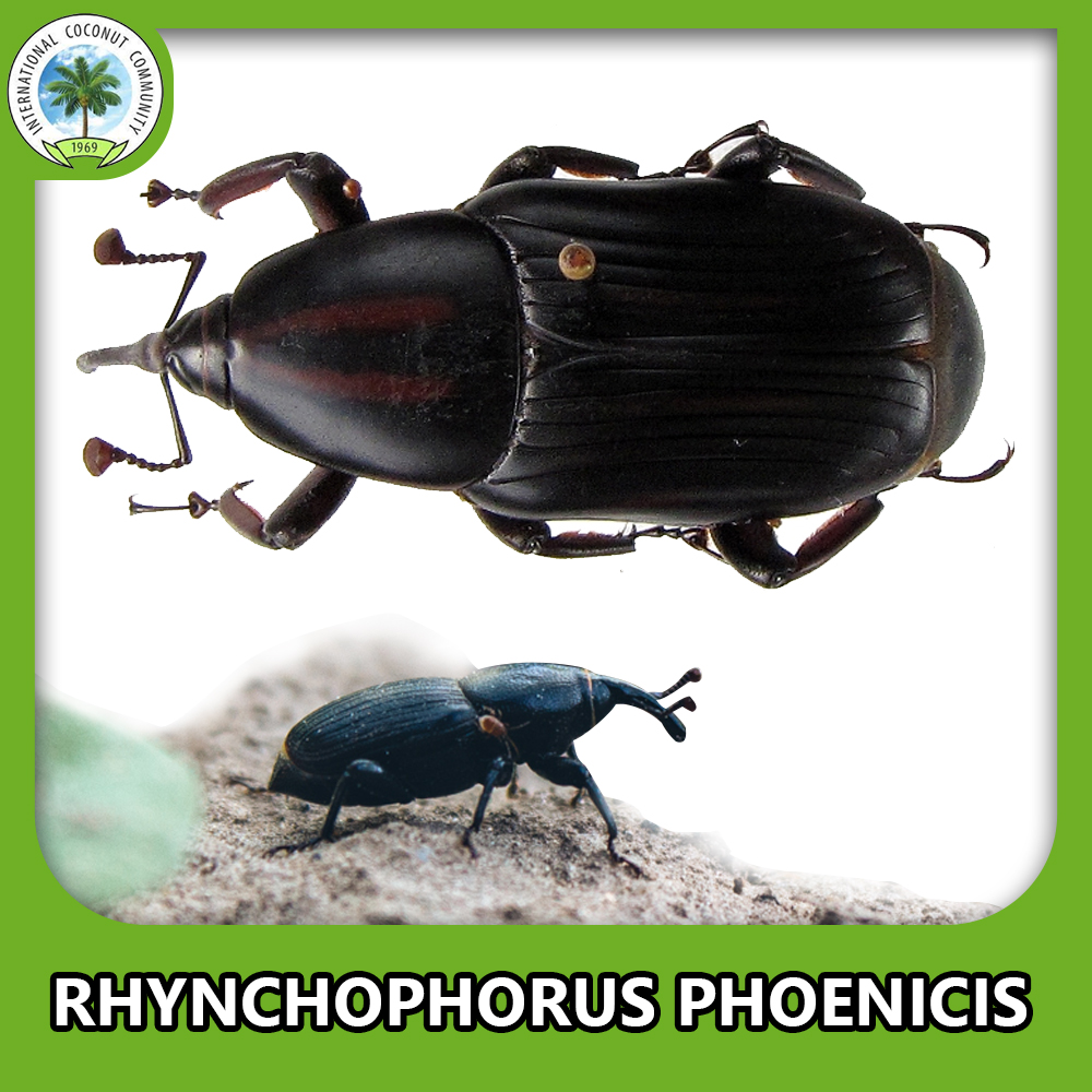 African palm weevil
