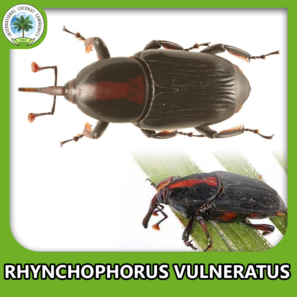 Asiatic palm weevil