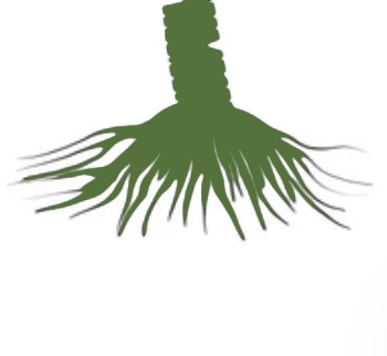 Root