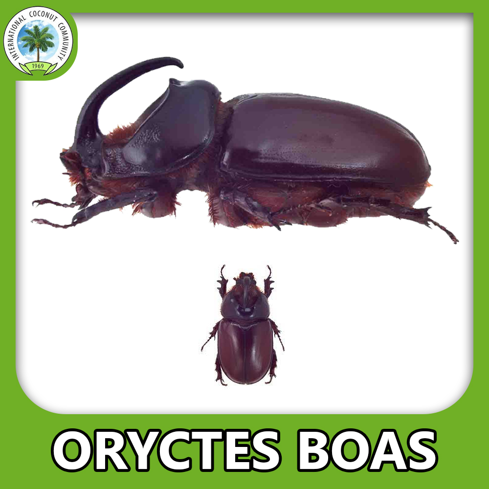 African Rhinoceros Beetle