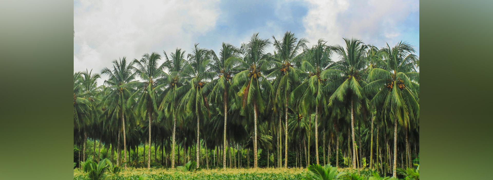 Scientific Oration: “The Role of Technology and Government Policy in Sustainable Coconut Development”