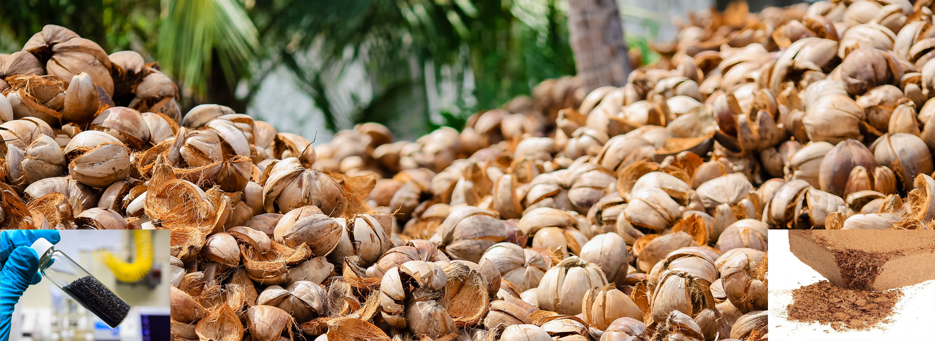 Second Webinar on Coconut Husk, Cocopeat and Activated Carbon by ICC-ITC