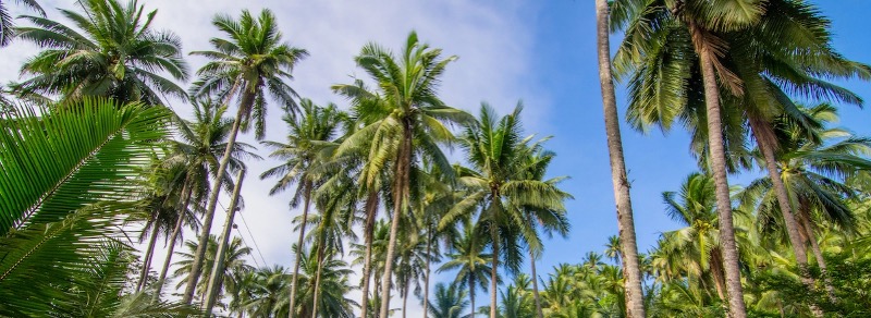 The Government of Riau Province Invited ICC to an FGD on Coconut Sector Development